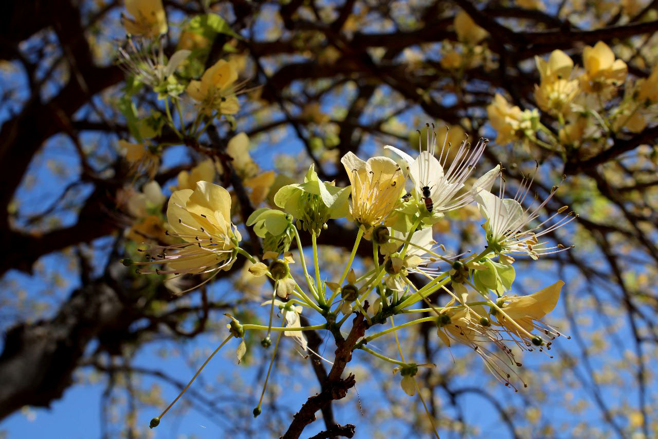 The beauty of Barna Tree is being shattered in the Aravalli plains